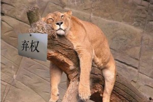 China, der liebe Löwe China, der liebe Löwe