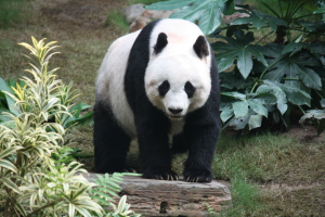 Die Macht der Niedlichkeit: Chinas Panda-Diplomatie Die Macht der Niedlichkeit: Chinas Panda-Diplomatie