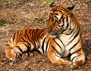 Neureichen-Syndrom in China? Wohlhabender chinesischer Geschäftsmann lädt zu Tigerfleisch ein Neureichen-Syndrom in China? Wohlhabender chinesischer Geschäftsmann lädt zu Tigerfleisch ein