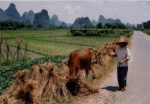 Reform der Landnutzungsrechte in China: Ein Geschenk an die Landbevölkerung?