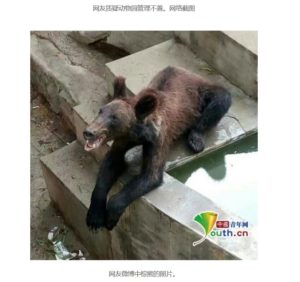 Viele Tiere in chinesischen Zoos sehen nicht besonders glücklich aus, so wie dieser Braunbär. Screenshot einer auf Weibo geposteten Aufnahme von youth.cn, tinyurl.com/y9t576w7