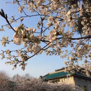 Kirschblüte auf dem Campus der Wuhan-Universität; (c) Jin Min